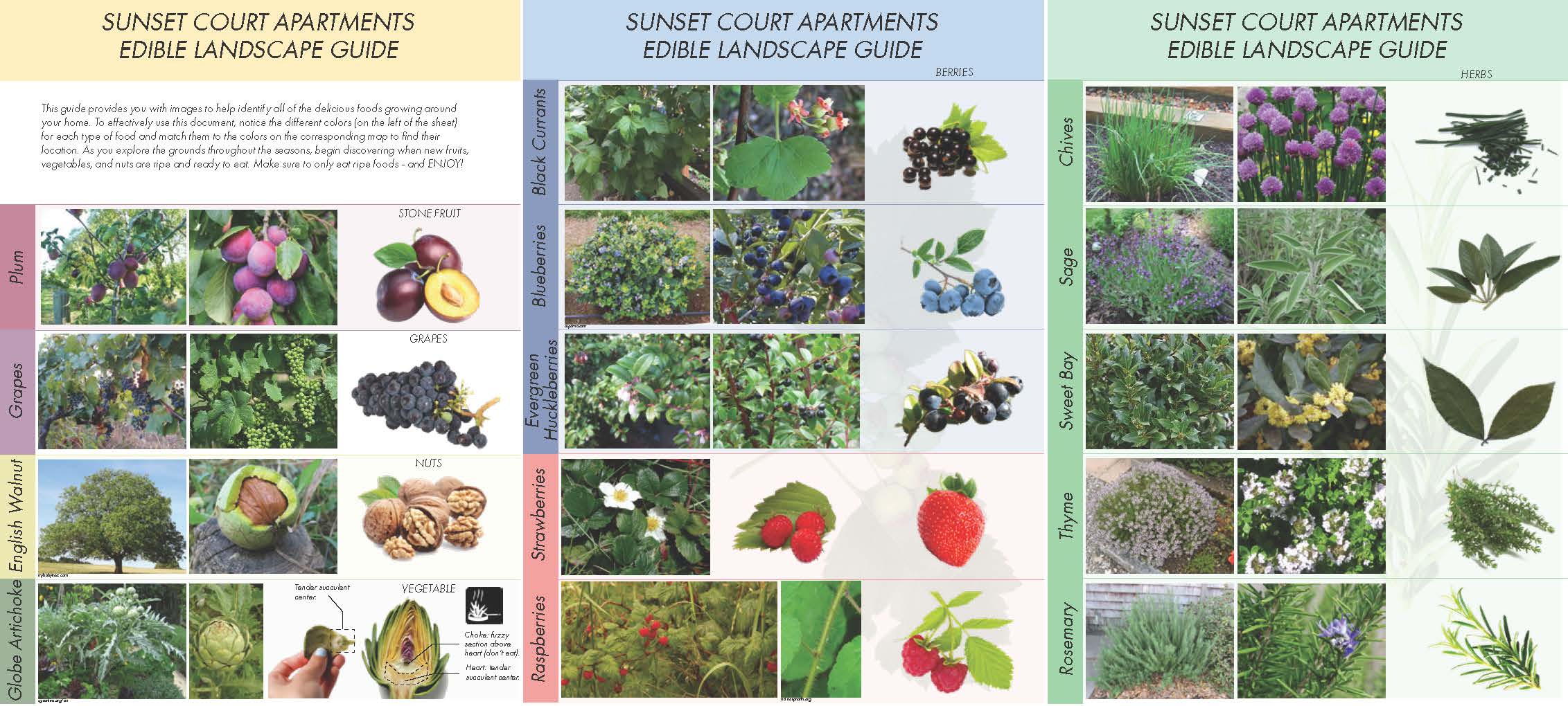 Nakano Associates Sunset Court Edible Guide